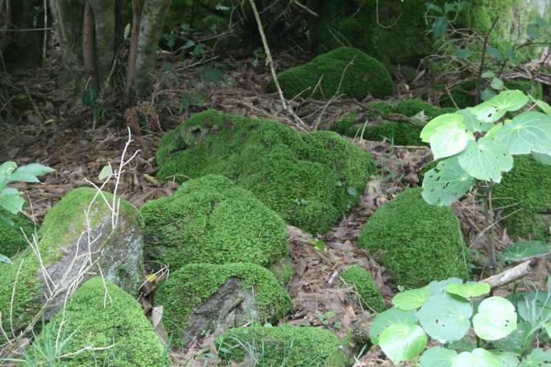 Nieuw-Zeeland 2011 - 0433